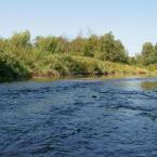 Река Держа, около моста, недалеко от деревни Носово. Август 2011 г. Фото: А. Максимов.