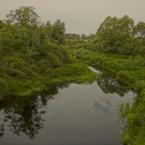 Река Орша вблизи деревни Романово, август 2012 г. Фото: Анатолий Максимов.