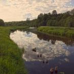 Река Поведь, около деревни. Июнь 2014 г. Фото: Анатолий Максимов.