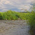 Река Холохольня, около деревни. Июль 2015 г. Фото: Анатолий Максимов.