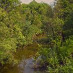 Река Шостка, вблизи деревни Буконтово. Август 2013 г. Фото: Анатолий Максимов.