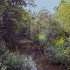 Речка Шостка недалеко от деревни Станишино. Август 2013 г. Фото: Анатолий Максимов.