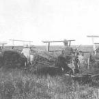 Уборка пшеницы в еврейском колхозе Сталиндорф Калач района, 1933 г. РГАКФД.